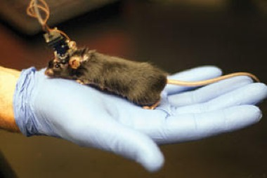 Illustration for article titled GoPro for Mouse Brains Records Neural Circuits in Real Time